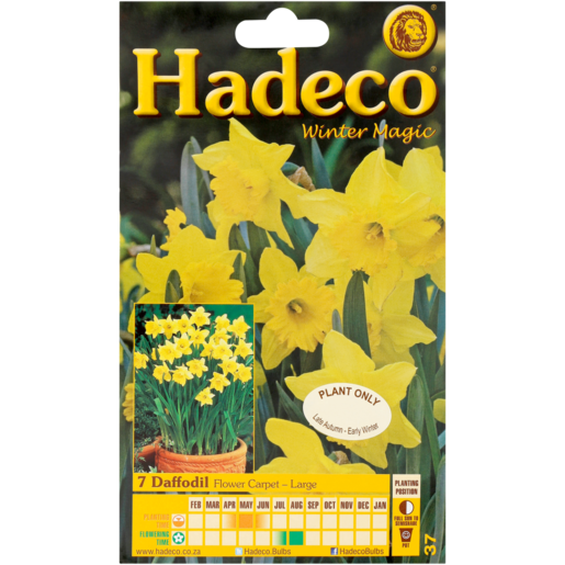Hadeco Daffodil Flower Carpet Bulbs 7 Pack