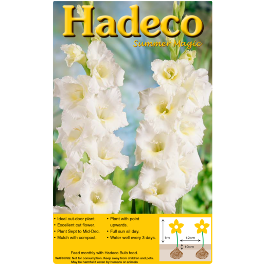 Hadeco White Gladioli Bulbs 7 Pack