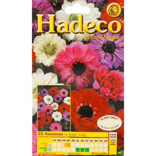Hadeco Winter Magic Double Mixed St. Brigid Anemone Bulbs 25 Pack