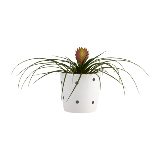  Tillandsia Pot Plant